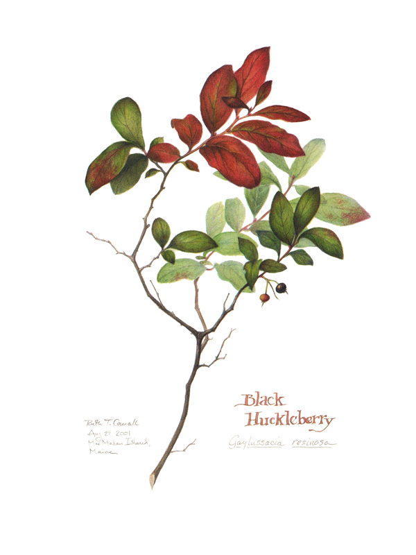Huckleberry, a watercolor by Ruth Councell